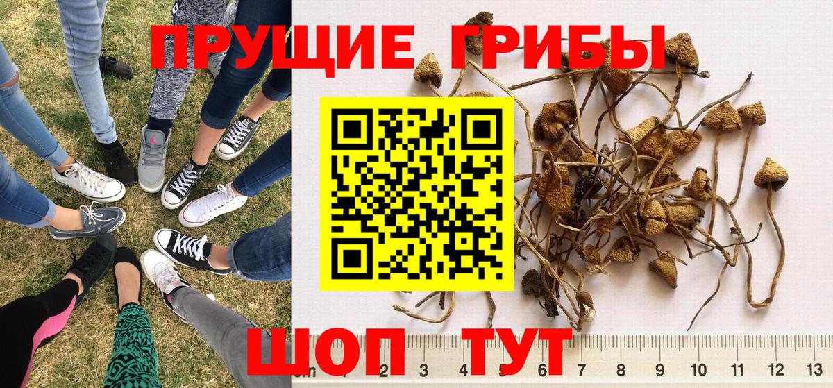 Псилоцибиновые грибы GOLDEN TEACHER  Череповец  Галлюциногенные грибы Magic Shrooms 